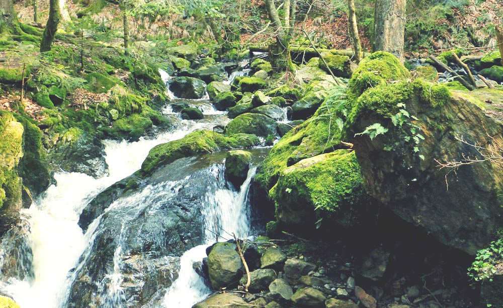 Schwarzwald